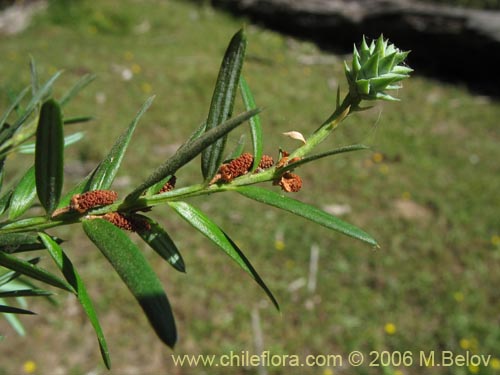 Image of Saxegothaea conspicua (Mañío hembra / Mañío de hojas cortas). Click to enlarge parts of image.